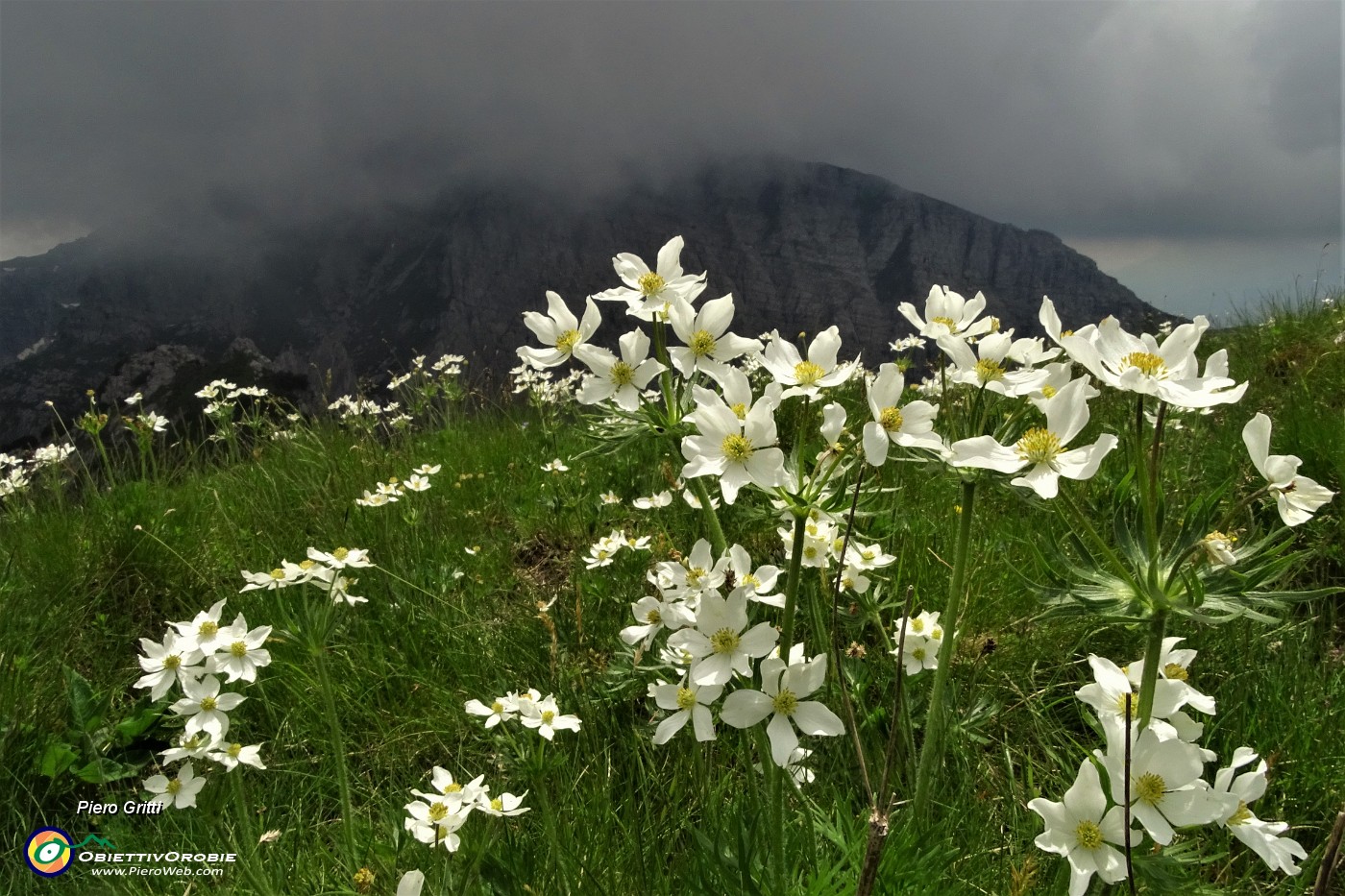 73 Anemoni narcissini con da sfondo le nebbie vaganti  in Zucco Barbesino.JPG